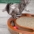 Pfotenolymp® Katzenspielplatz - interaktives Katzenspielzeug/Kratzbrett aus Wellpappe - Kratzpappe - Futterspielzeug mit Spielball & Katzenminze - 2