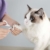 XXDYF Haustierpflege-Set für Katzen und Hunde, Katzenpflegeset Katzen Nagelknipser Haustierkamm Nagelschneider für Katze und Hund Universal,Weiß - 4
