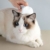 XXDYF Haustierpflege-Set für Katzen und Hunde, Katzenpflegeset Katzen Nagelknipser Haustierkamm Nagelschneider für Katze und Hund Universal,Weiß - 6